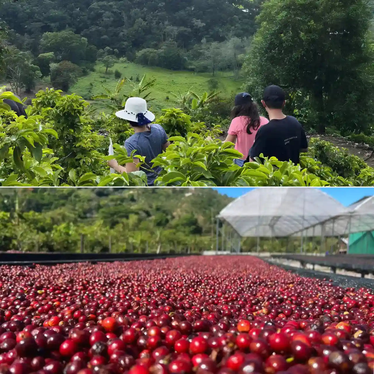 Single Origin Coffee ESPRESSO ROAST - Costa Rica, Ivan Solis Higueronal F1