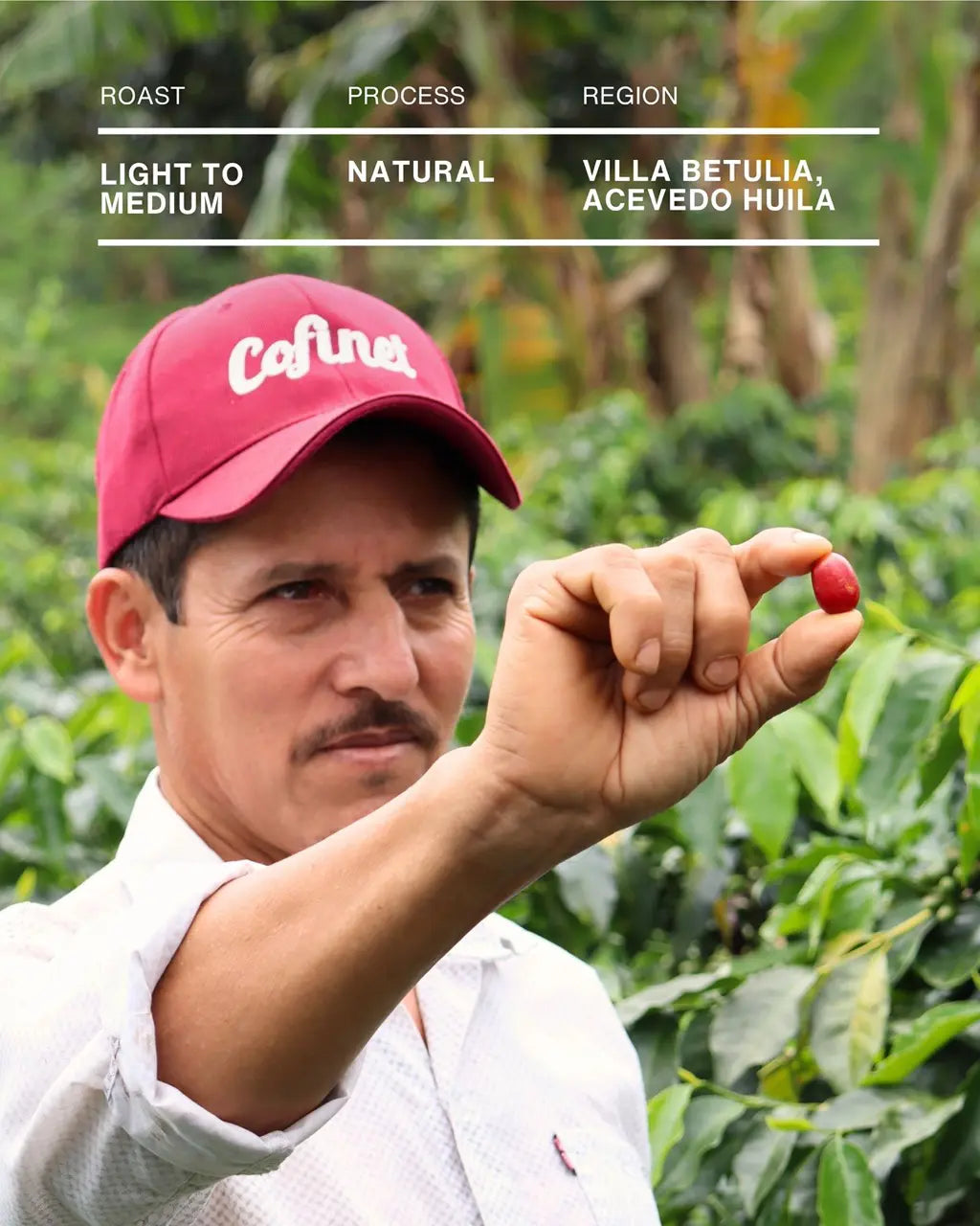 Man holding a coffee cherry in a coffee farm setting